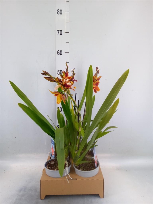 <h4>xColmanara   ...</h4>