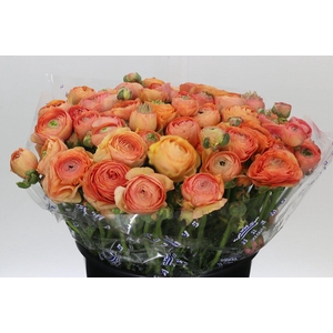 Ranunculus Clooney Salmon Super