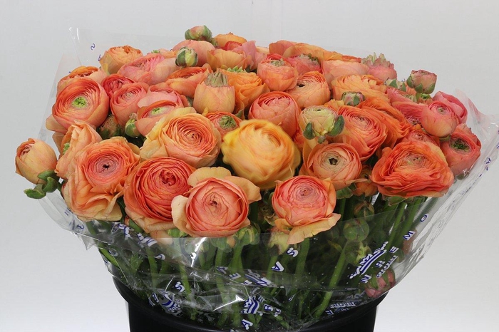 <h4>Ranunculus Clooney Salmon Super</h4>