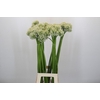 Allium Mount Everest