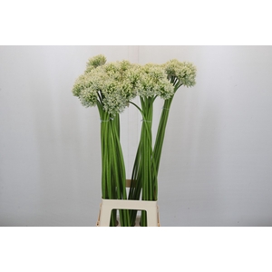 Allium Mount Everest