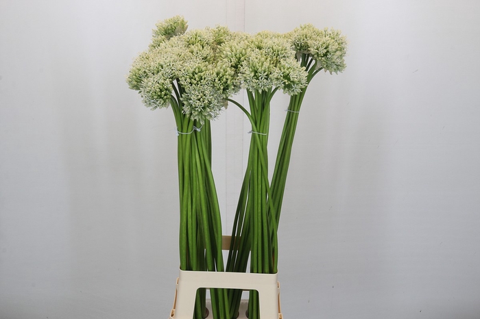 Allium Mount Everest
