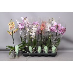 PHAL MF GEM 4 KL