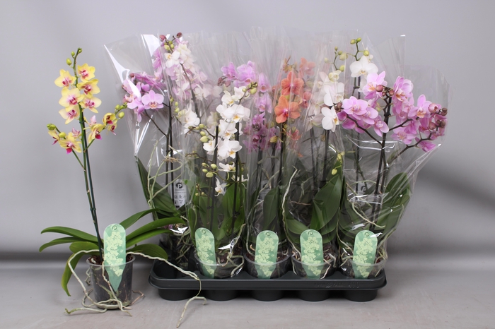 <h4>PHAL MF GEM 4 KL</h4>