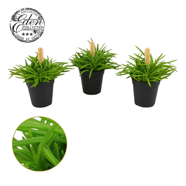 <h4>Senecio Himalaya 5,5cm</h4>
