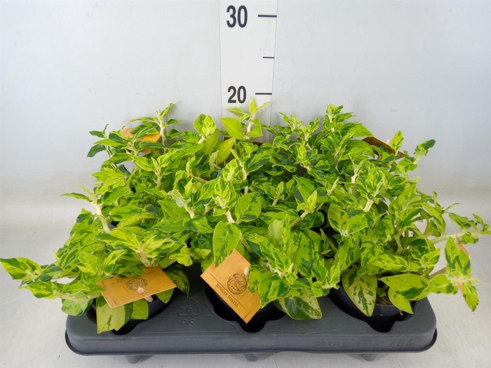 <h4>Planten   ... L%</h4>