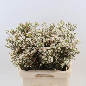 CHAMELAUCIUM UNCI. 'ELLA'