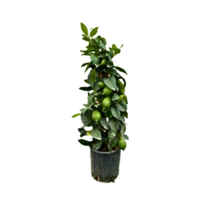 Citrus hystrix