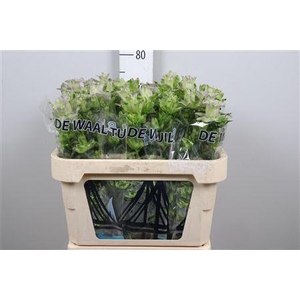 Camp M Evergreen Blush
