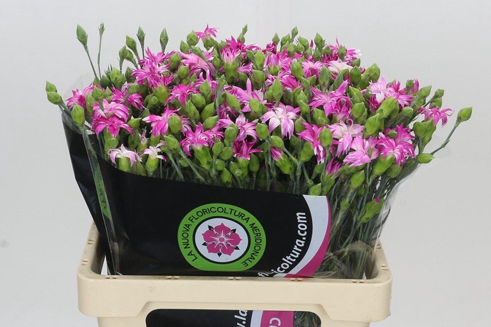 <h4>Dianthus Tr Fruity Tessino</h4>