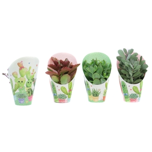 Succulenten mix 8,5 cm in love potcover