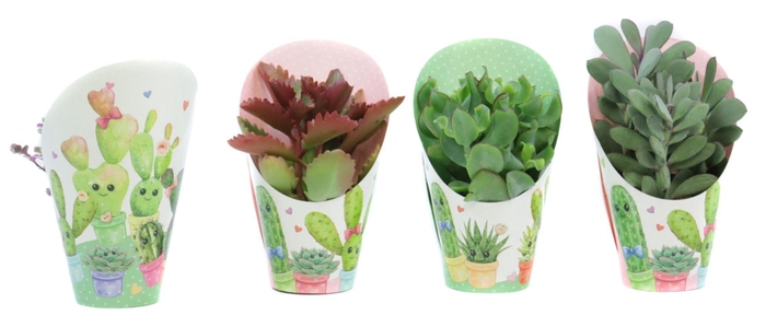 <h4>Succulenten mix 8,5 cm in love potcover</h4>