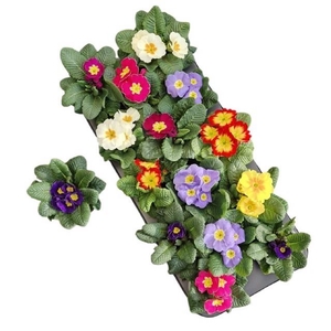 PRIM ACAULIS GEMENGD