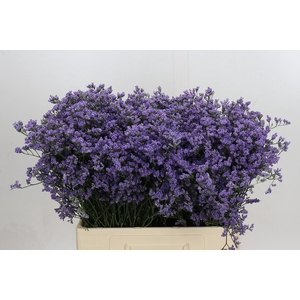 Limonium Utah Blue