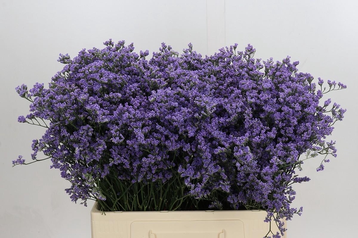 <h4>Limonium Utah Blue</h4>