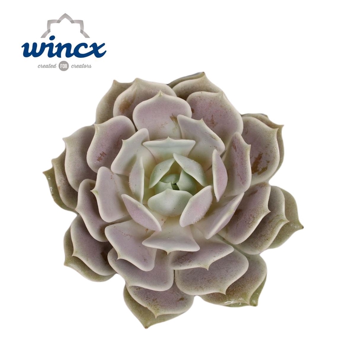 <h4>Echeveria Ov</h4>