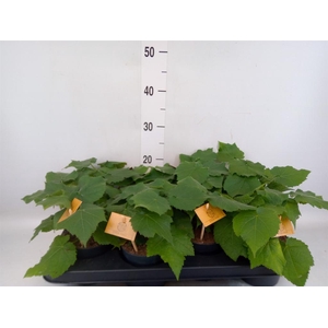 Sparrmannia africana