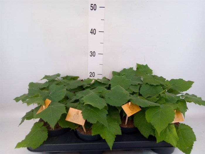 <h4>Sparrmannia africana</h4>