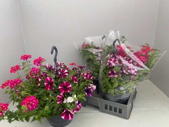 <h4>HANGING BASKETS</h4>