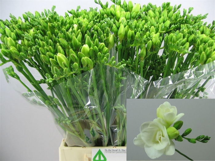 <h4>Fr Du Versailles</h4>