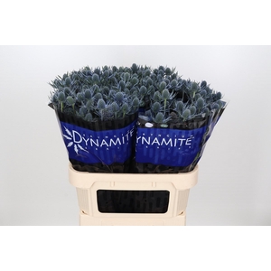 Eryngium Blue Dynamite
