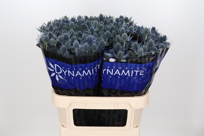<h4>Eryngium Blue Dynamite</h4>
