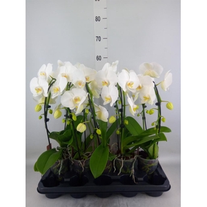 Phalaenopsis  'Ant Glasgow'
