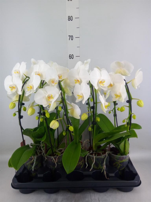 <h4>Phalaenopsis  'Ant Glasgow'</h4>
