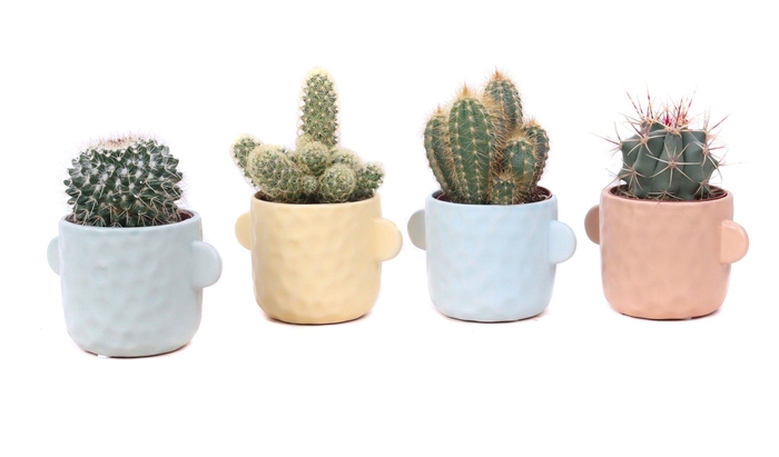 <h4>Cactus mix 8,5 cm in Bryggen sierpot</h4>