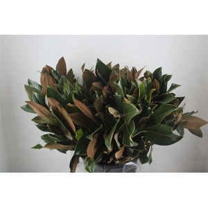 Magnolia Leaves P Bunch