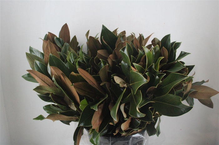 <h4>Magnolia Leaves P Bunch</h4>