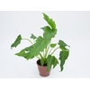 PHILODENDRON XANADU P12