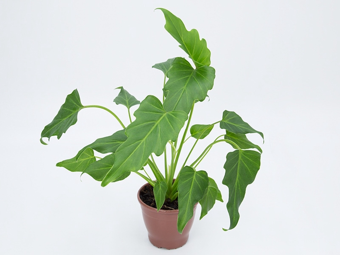 PHILODENDRON XANADU P12