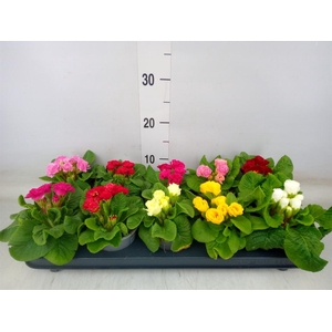 Primula ac.   ...mix