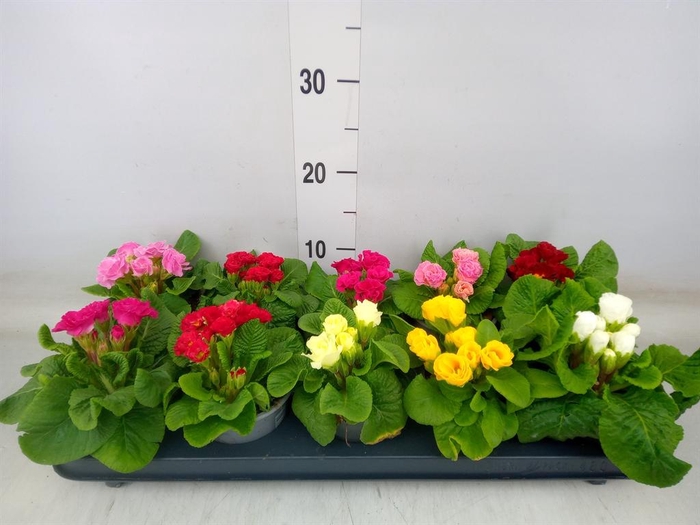 <h4>Primula ac.   ...mix</h4>