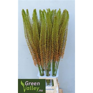 Eremurus Emmy Ro