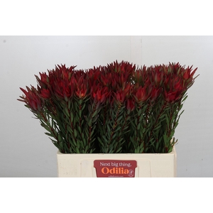 Leucadendron Blush