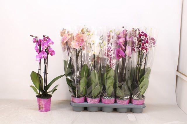 <h4>PHAL MIX 3 TAK</h4>