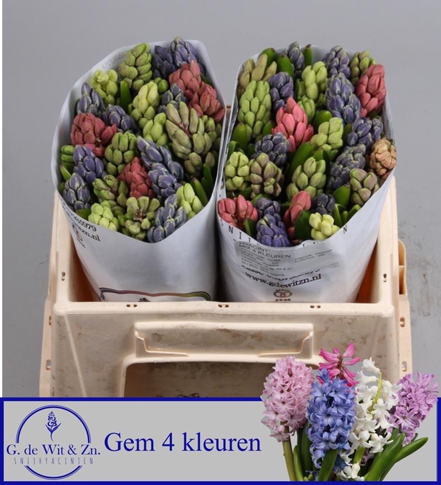 <h4>HYAC GEM 4 KLEUREN</h4>