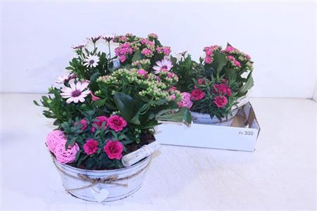 <h4>Arr Tuinplanten</h4>
