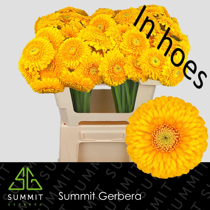 <h4>GE MB HONEYDEW</h4>