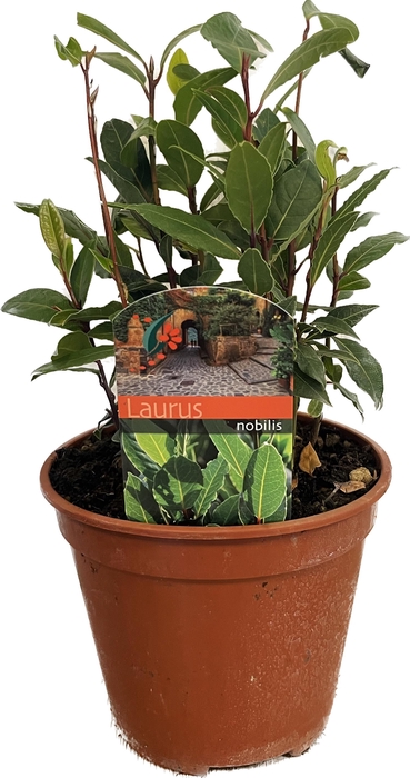 <h4>Laurus nobilis</h4>