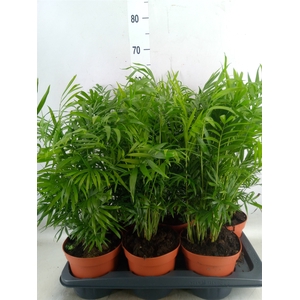 Chamaedorea elegans