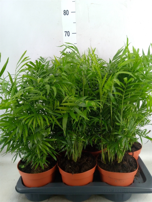 <h4>Chamaedorea elegans</h4>