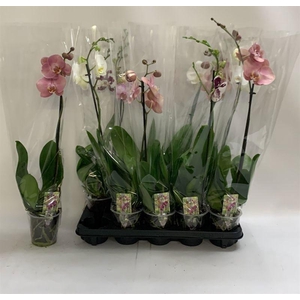 PHAL GEM