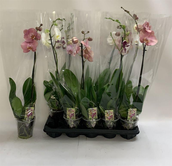 <h4>PHAL GEM</h4>