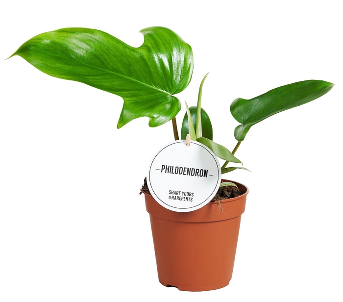 <h4>Philodendron Green Beauty</h4>