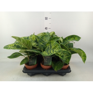 Homalomena wal. 'Camouflage'