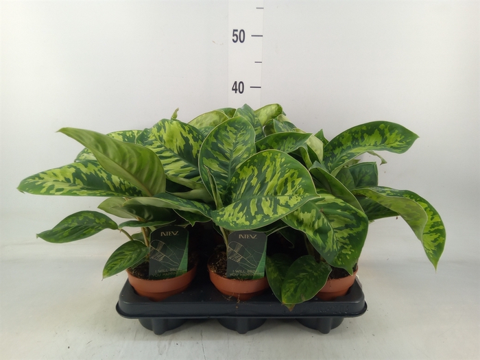 <h4>Homalomena wal. 'Camouflage'</h4>