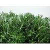 ROSMARINUS 200GR